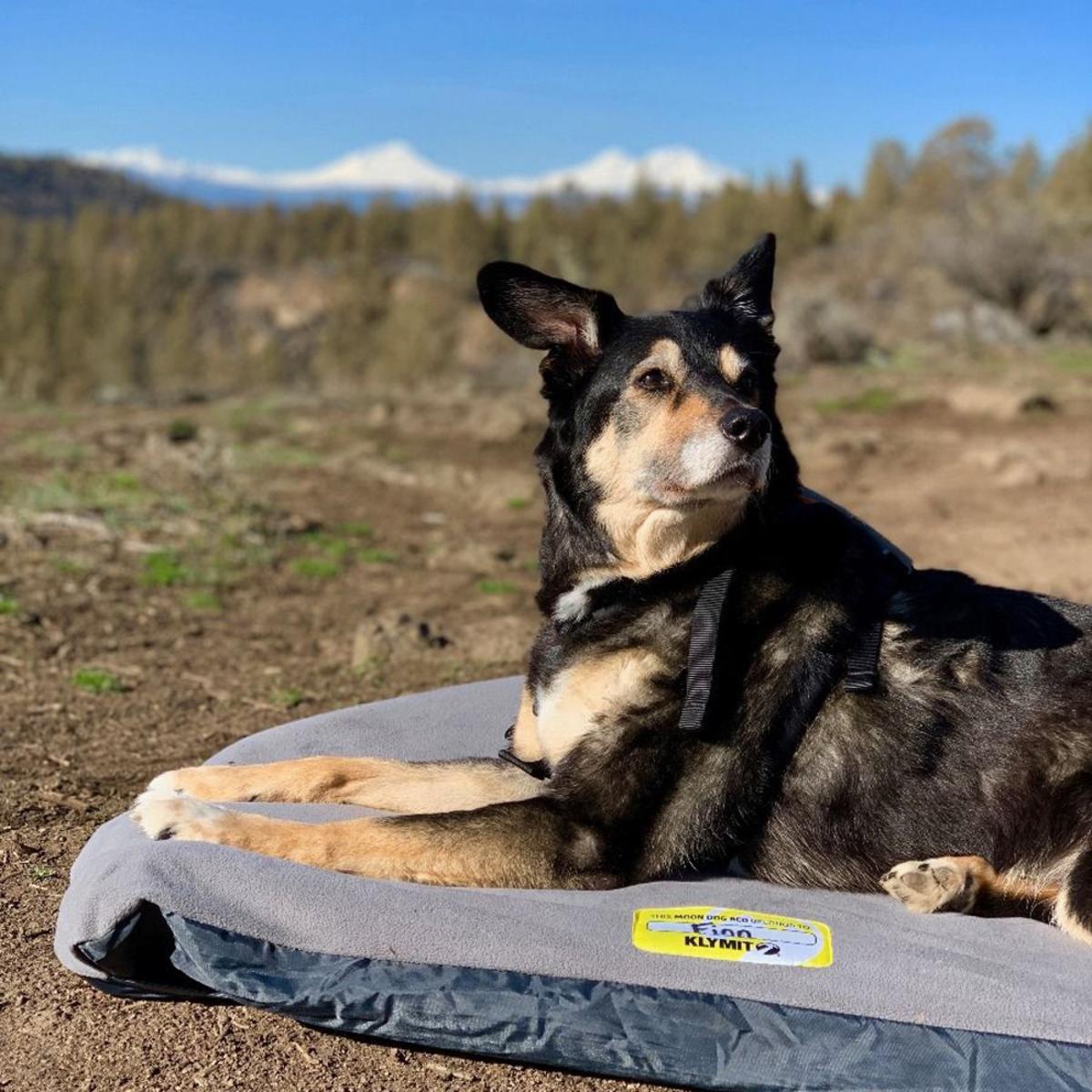 Klymit Moon Dog Bed Large - Grey